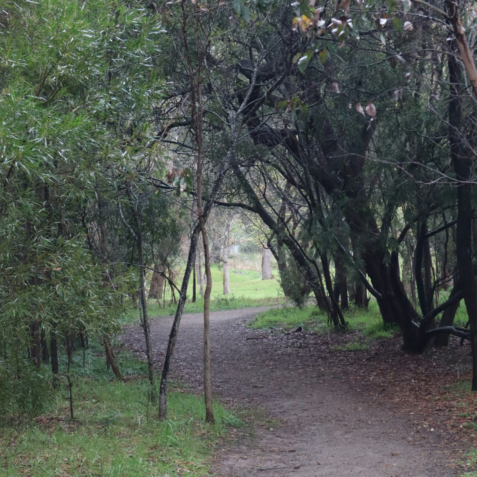 A dirt path winding through a forest of trees